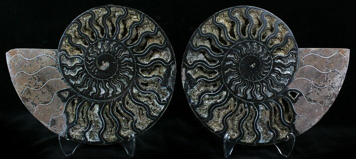 Black Ammonite Pair - Rare Coloration #23925